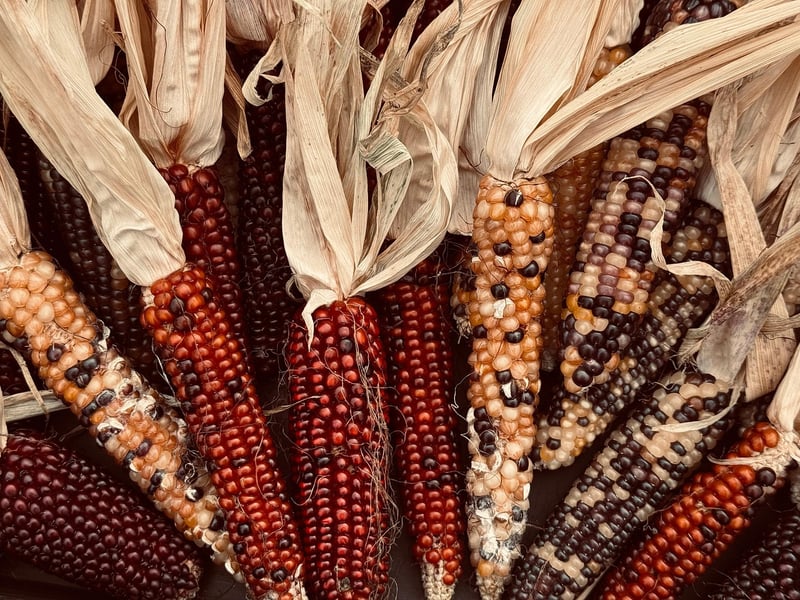 Shared Harvests